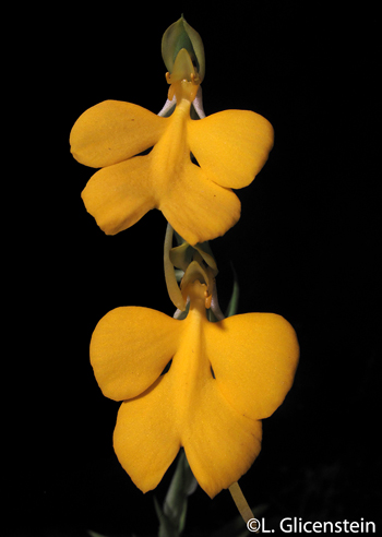 Habenaria rhodocheila yellow
