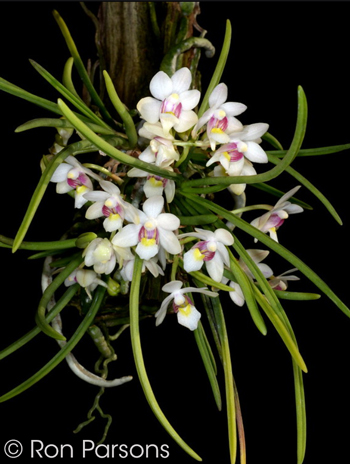 Holcoglossum flavescens