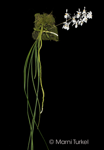 Holcoglossum subulifolium