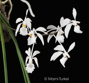 Holcoglossum subulifolium