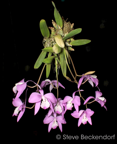 Laelia speciosa 'Cinco Flores'