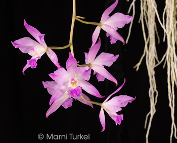 Laelia autumnalis 'AK86 Flare'