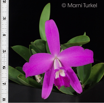 Cattleya.sincorana.reginaldo