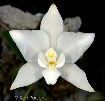 Laelia.furfuracea.alba.fred.shull