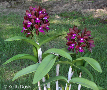 Cattleya Allen Condo