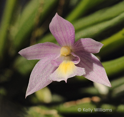 Leptotes harryphillipsii