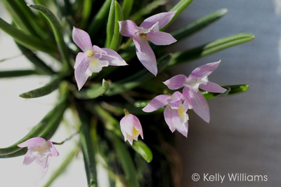 Leptotes harryphillipsii