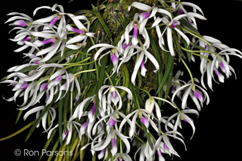 Leptotes bicolor