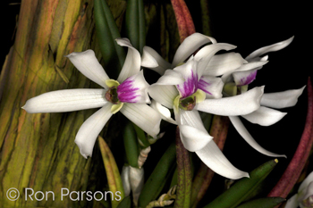 Leptotes bicolor