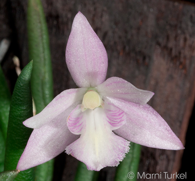 Leptotes pauloensis