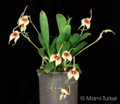 Masdevallia sprucei specimen