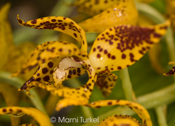 Mormodes tuxtlensis