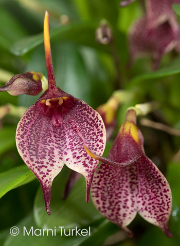 Masdevallia floribunda