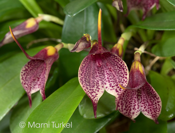 Masdevallia floribunda