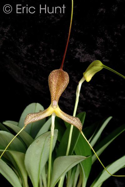 Masdevallia wurdackii