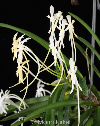 Vanda/Neofinetia falcata '