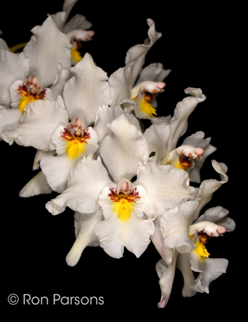 Odontoglossum nobile