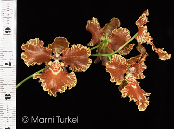 Oncidium forbesii