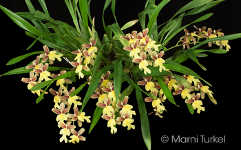 Oncidium ghiesbreghtianum