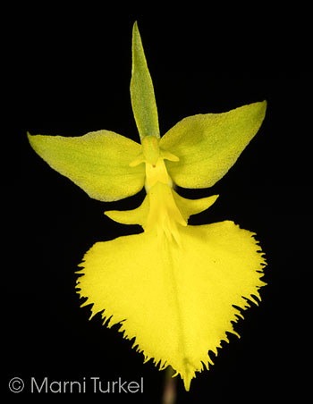 Oncidium calochilum