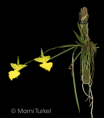 Oncidium calochilum