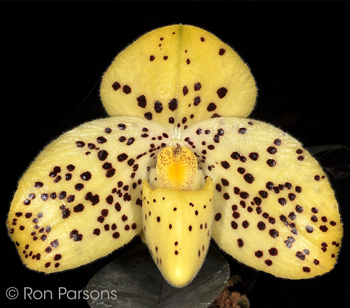 Paphiopedilum wenshanense