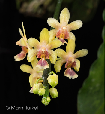 Phalaenopsis deliciosa subsp hookeriana