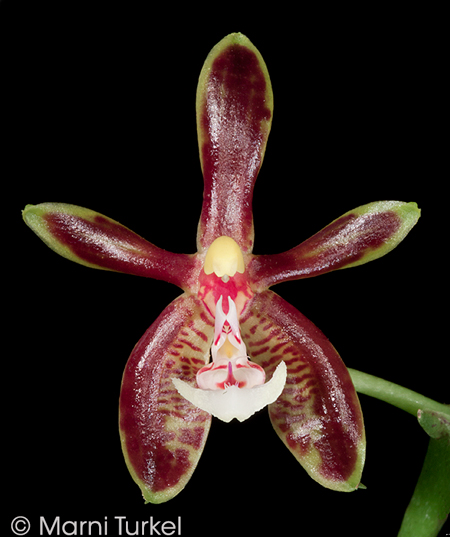 Phalaenopsis mannii 