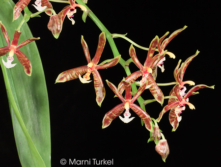 Phalaenopsis mannii