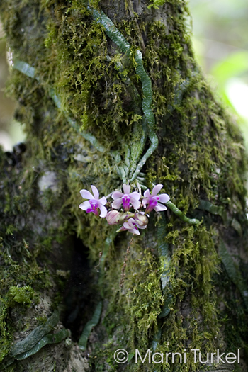 Phalaenopsis taenialis