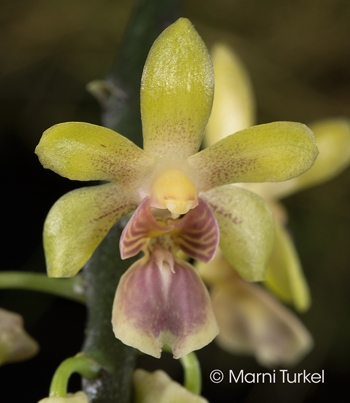 Phalaenopsis deliciosa subsp hookeriana