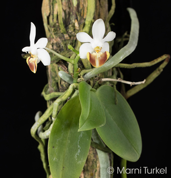 Phalaenopsis lobbii