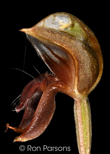 Pterostylis saxicola