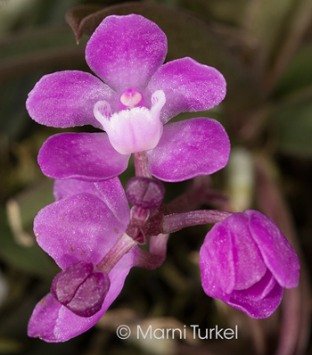 Sarcochilus ceciliae