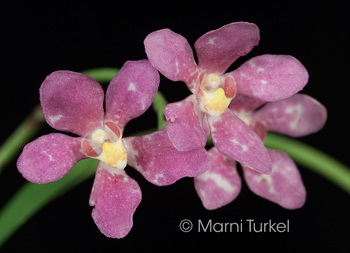 Sarcochilus fitzgeraldii