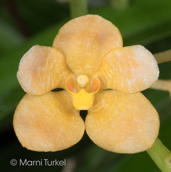 Sarcochilus (Madge x Parma)