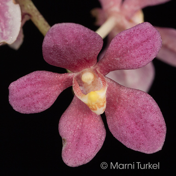 Sarcochilus fitzgeraldii