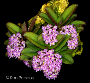 Schoenorchis fragrans