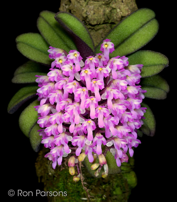 Schoenorchis fragrans