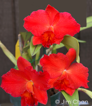 (Cattleya Circle of Life ‘Mystique’