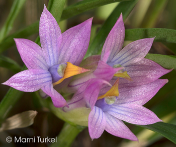 Dendrobium Standing Ovation