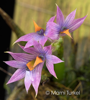 Dendrobium Standing Ovation