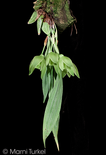 Sudamerlycaste dyeriana