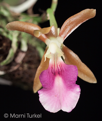 Trichocentrum albococcineum