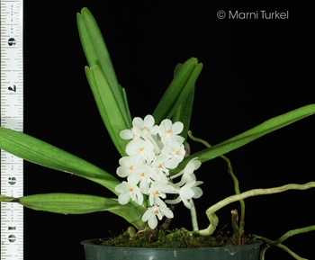 Vanda (Ascocentrum) ampullacea alb