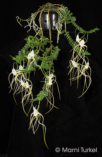 Angraecum arachnites 'Prolific'