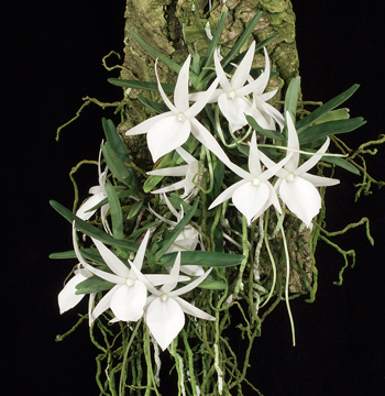 Angraecum didier