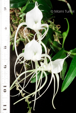 angraecum germinyanum