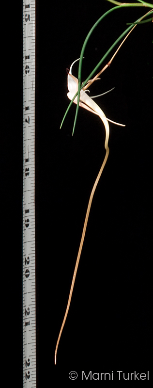 Angraecum linearifolium