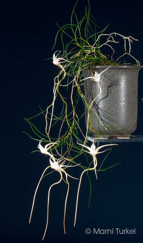 Angraecum linearifolium